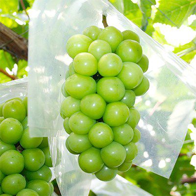 Trái cây nhập khẩu Ngon Fruit