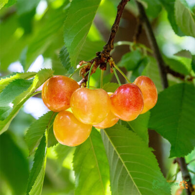 Vùng trồng nhiều cherry vàng nhất tại Mỹ là Idaho, Washington
